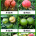 【防裂素】防止裂果增加果胶含氨基酸水溶肥瓜果蔬菜防裂果肥