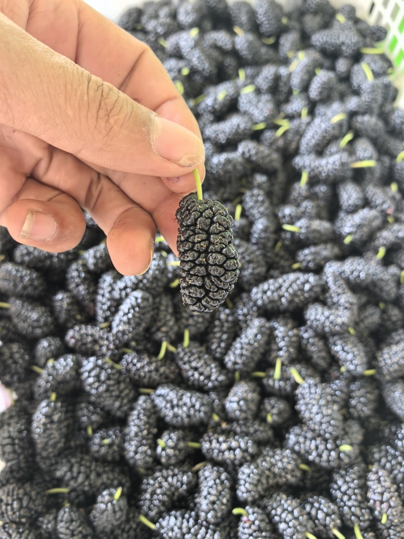 桑葚新鲜桑葚大凉山新鲜桑葚上市了