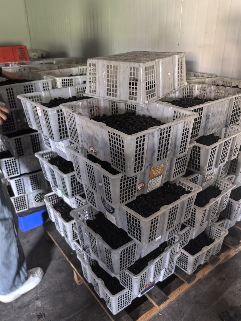 桑葚新鲜桑葚大凉山新鲜桑葚上市了