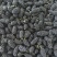 桑葚新鲜桑葚大凉山新鲜桑葚上市了