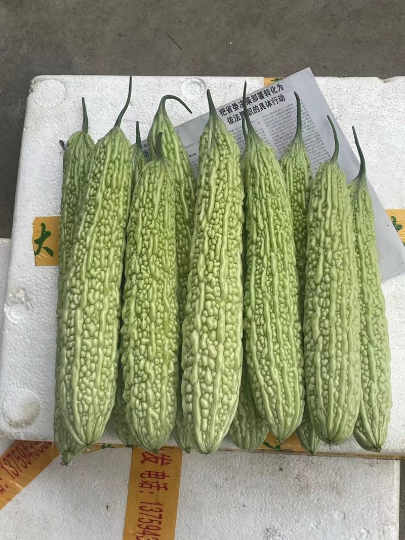 焦作绿皮苦瓜，一手货源，对接全国，可视频看货