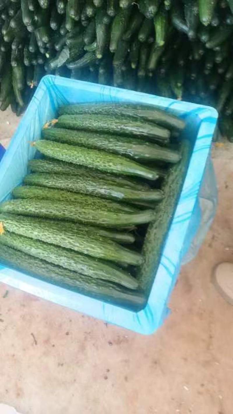 黄瓜大鹏甜脆黄瓜……