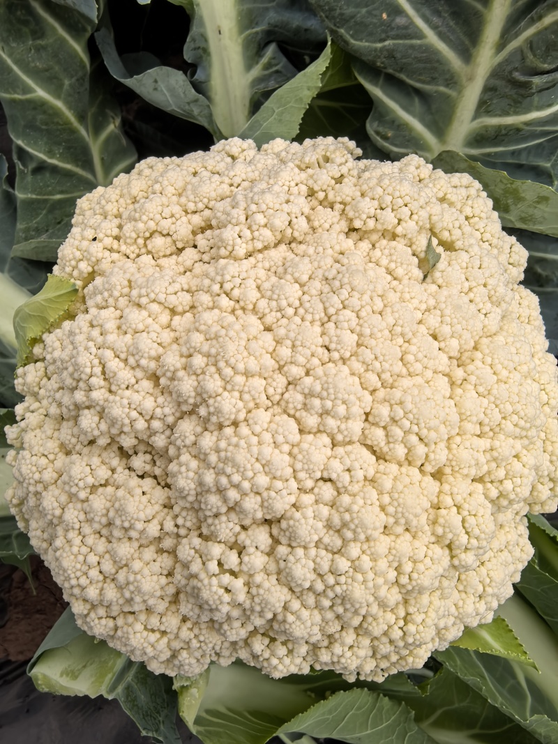 180多万棵半高脚松花出售