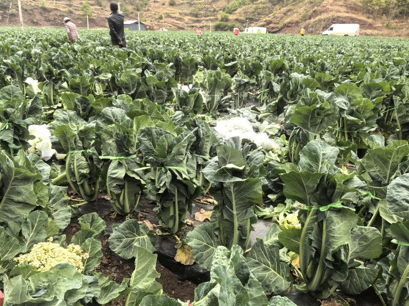 180多万棵半高脚松花出售