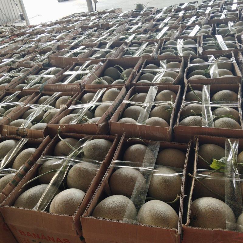 海阳网纹瓜