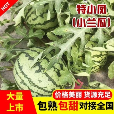 精品特小凤（小兰瓜）货源充足包熟包甜大量上市