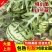 精品特小凤（小兰瓜）货源充足包熟包甜大量上市