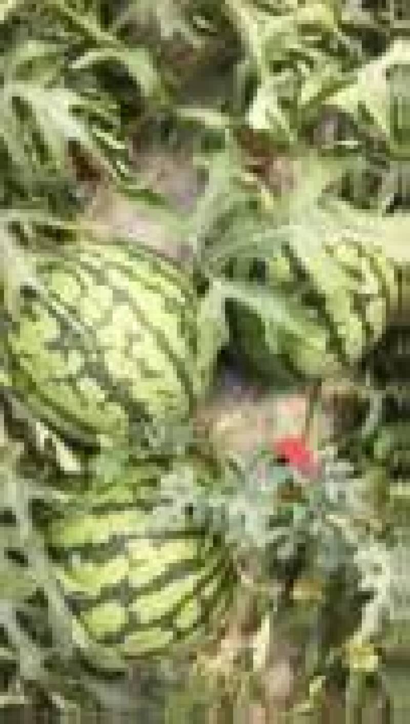 精品特小凤（小兰瓜）货源充足包熟包甜大量上市