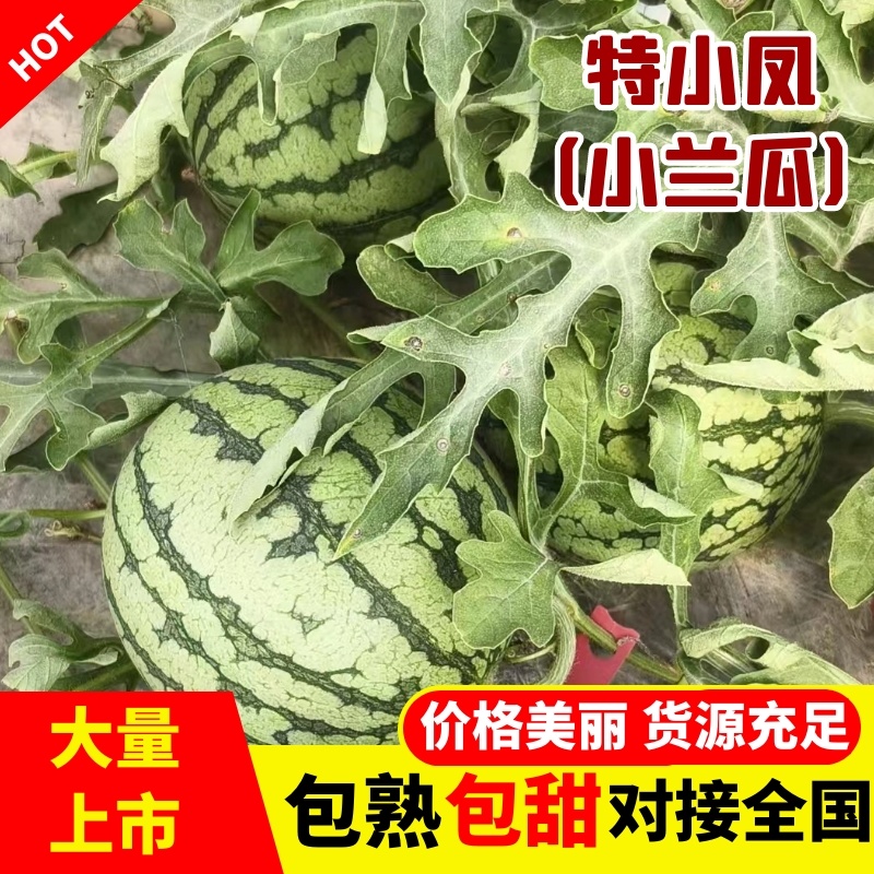 精品特小凤（小兰瓜）货源充足包熟包甜大量上市