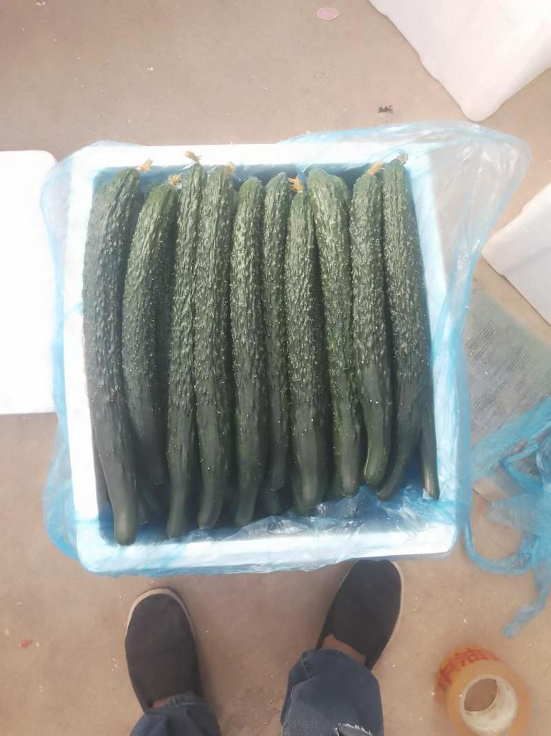 黄瓜大鹏甜脆黄瓜……