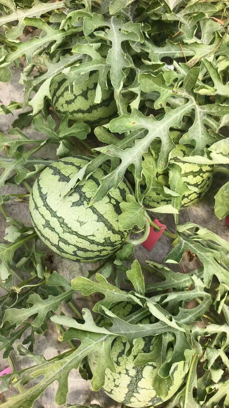 精品特小凤（小兰瓜）货源充足包熟包甜大量上市