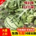 特小风（小兰瓜）产地直发现摘现发代发全国量大从优