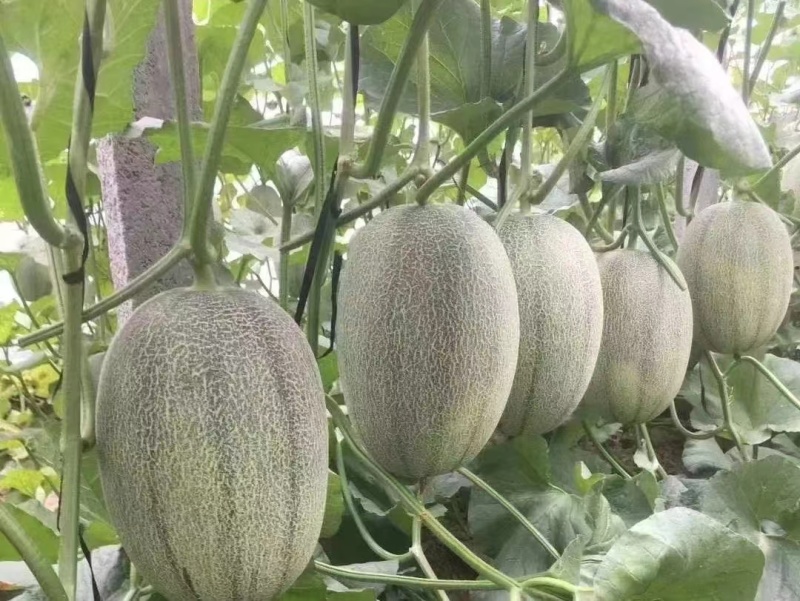 精品网纹哈密瓜可供全国市场，商超质量三包