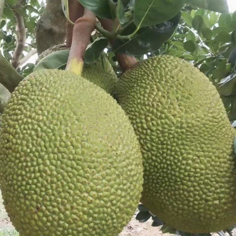 海南乐东优质菠萝蜜，口感好，质量保证，供应各大市场，平台