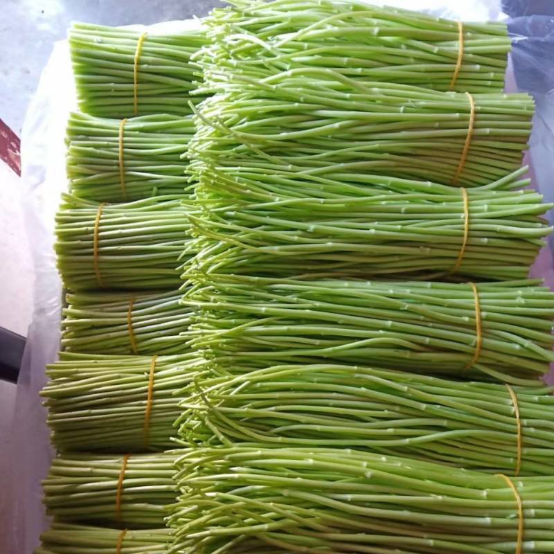 芦蒿大量有货