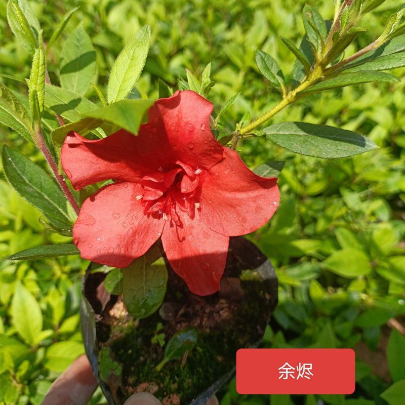 高山杜鹃西洋杜鹃安酷杜鹃苗毛鹃苗康乃馨红皇冠火烈鸟王妃等