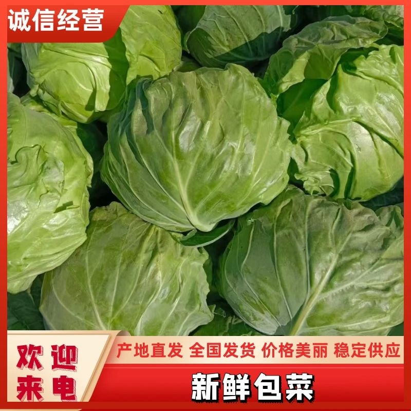 焦作精品甘蓝，一手货源，质量保证，可视频看货