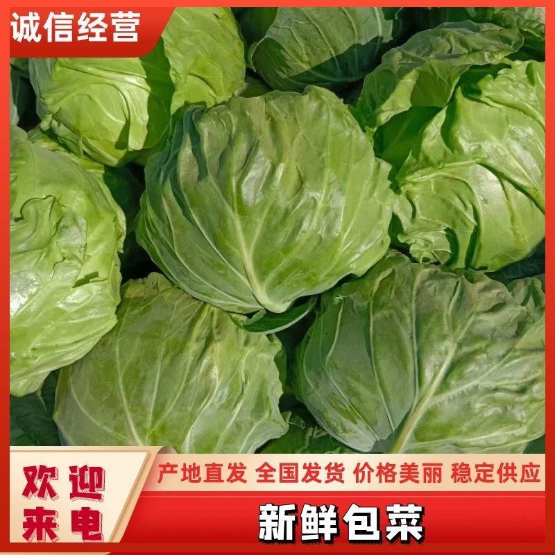 焦作精品甘蓝，一手货源，质量保证，可视频看货