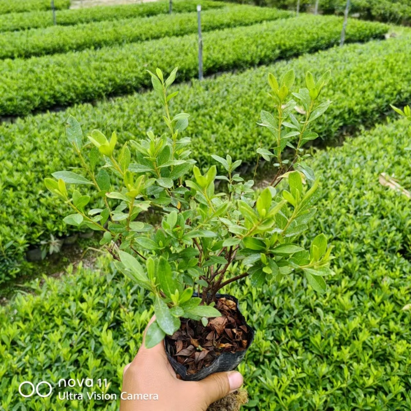 高山杜鹃西洋杜鹃安酷杜鹃苗毛鹃苗康乃馨红皇冠火烈鸟王妃等