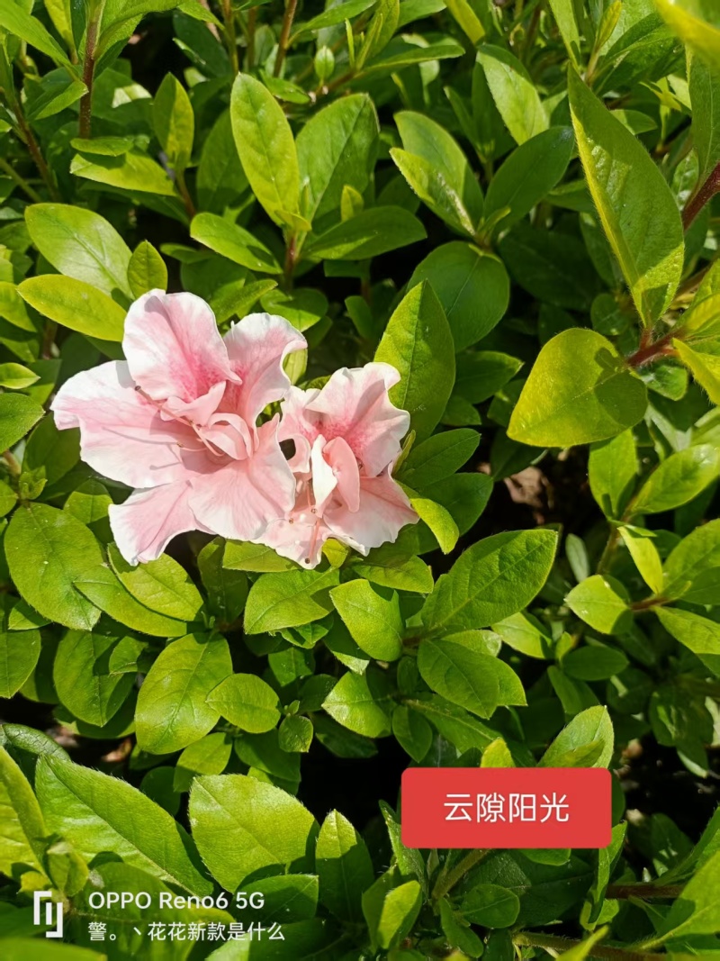 高山杜鹃西洋杜鹃安酷杜鹃苗毛鹃苗康乃馨红皇冠火烈鸟王妃等