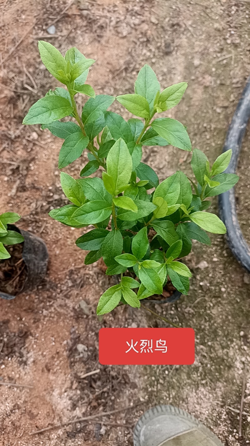 高山杜鹃西洋杜鹃安酷杜鹃苗毛鹃苗康乃馨红皇冠火烈鸟王妃等