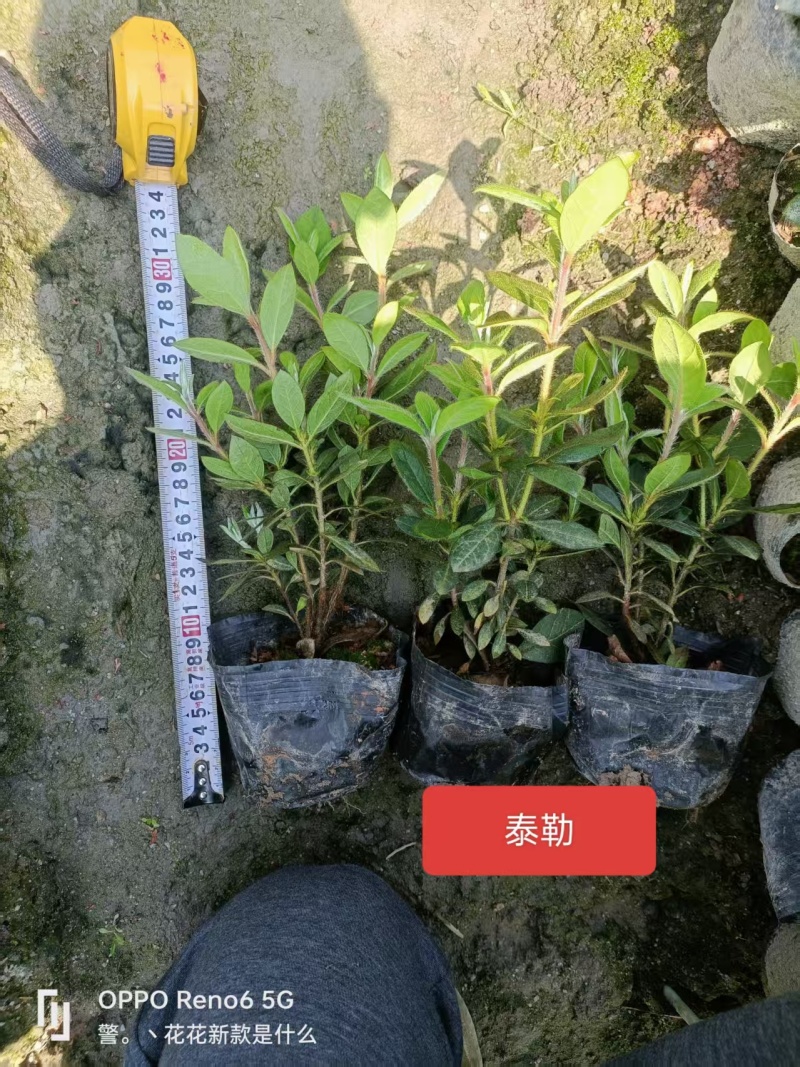 高山杜鹃西洋杜鹃安酷杜鹃苗毛鹃苗康乃馨红皇冠火烈鸟王妃等