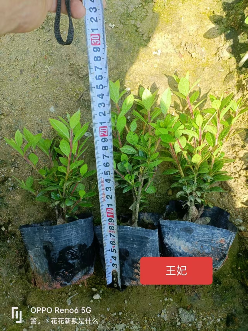 高山杜鹃西洋杜鹃安酷杜鹃苗毛鹃苗康乃馨红皇冠火烈鸟王妃等