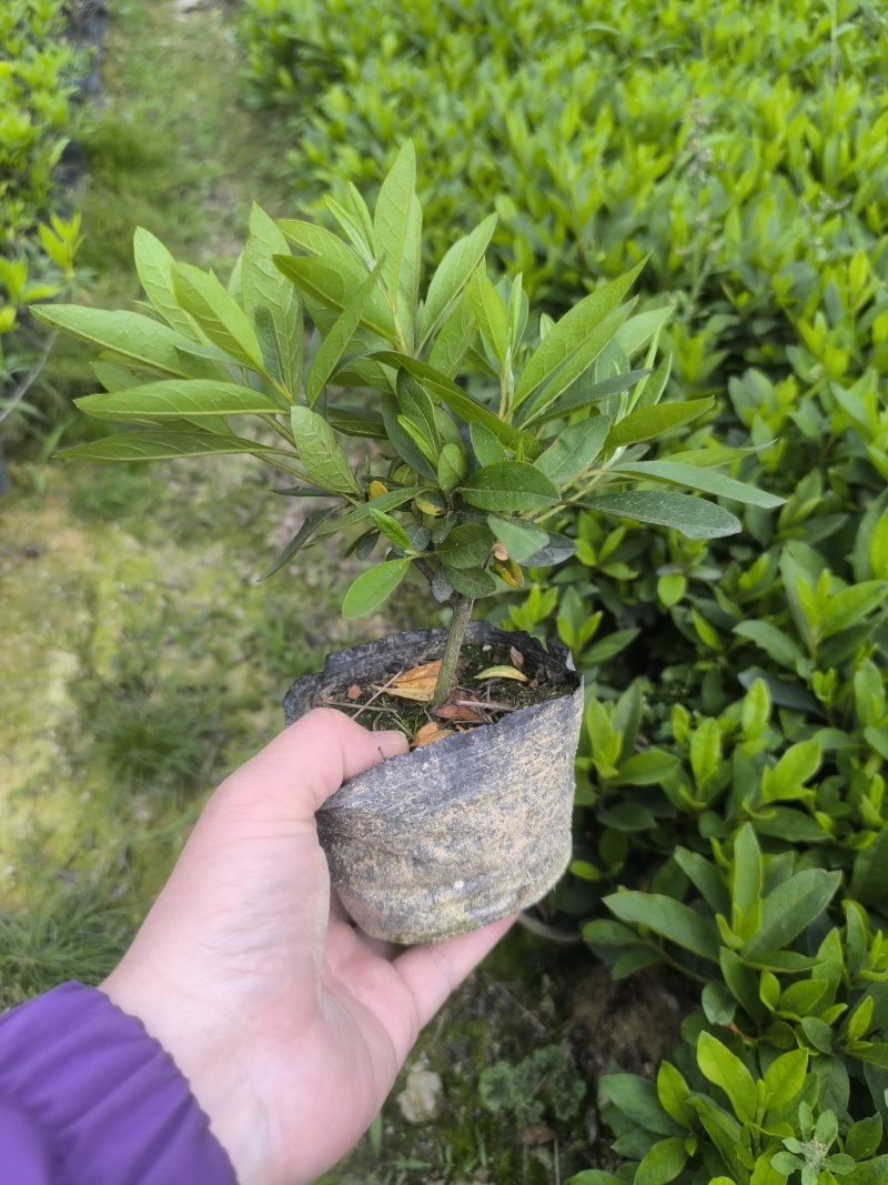 高山杜鹃西洋杜鹃安酷杜鹃苗毛鹃苗康乃馨红皇冠火烈鸟王妃等