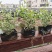 花叶女贞福建漳州花叶女贞场地直销货源充足