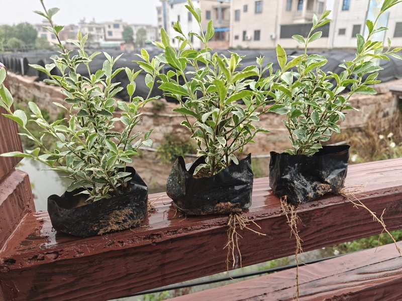 花叶女贞福建漳州花叶女贞场地直销货源充足