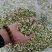 河南野生精品洋槐花，大量供应，可发全国各地，欢迎老板来电