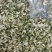 河南野生精品洋槐花，大量供应，可发全国各地，欢迎老板来电