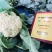 白玉88台松85天欧佳宝80春秋耐寒优质松花菜