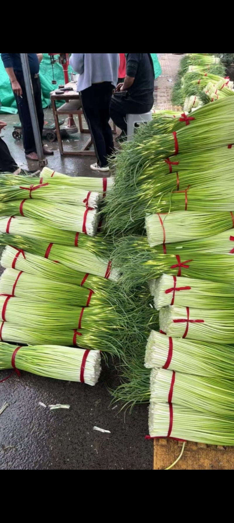 徐州丰县白帽蒜苔量大从优常年对接各大批发市场欢迎联系