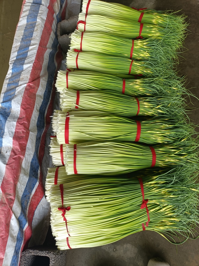 徐州丰县白帽蒜苔量大从优常年对接各大批发市场欢迎联系