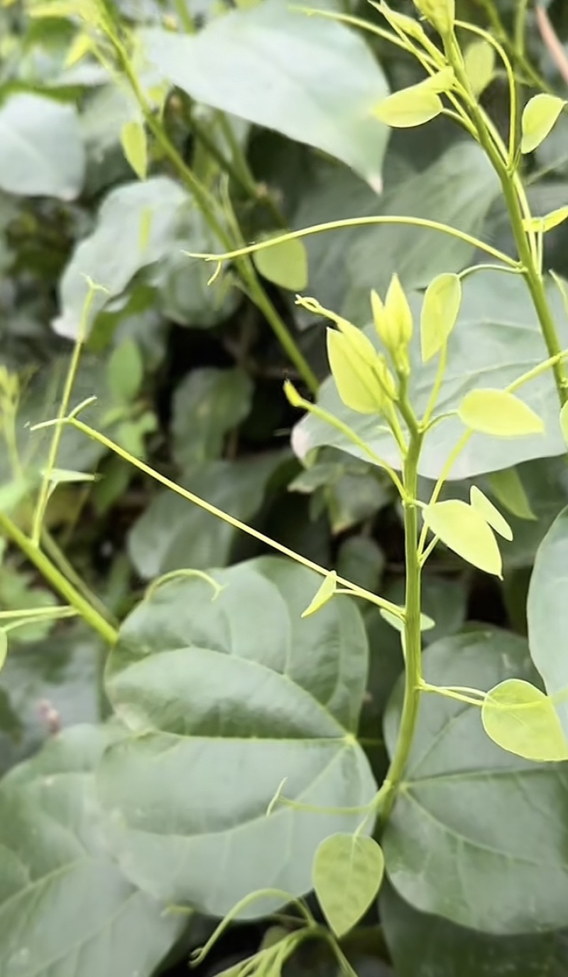 不用农药化肥除草剂赤苍藤姑娘菜龙须菜
