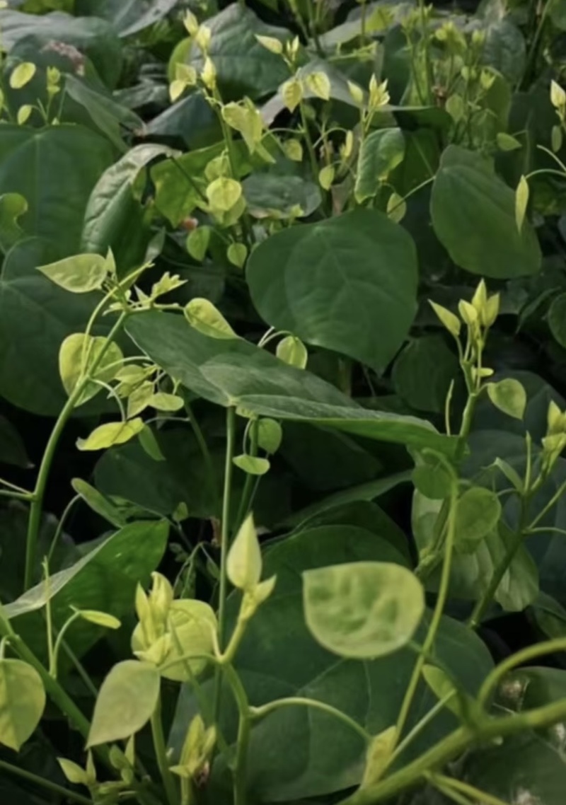 不用农药化肥除草剂赤苍藤姑娘菜龙须菜