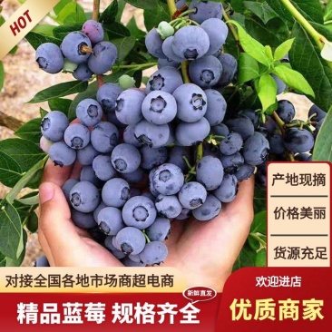 山东花香蓝莓L25.优瑞卡，H5.F6L11等品种