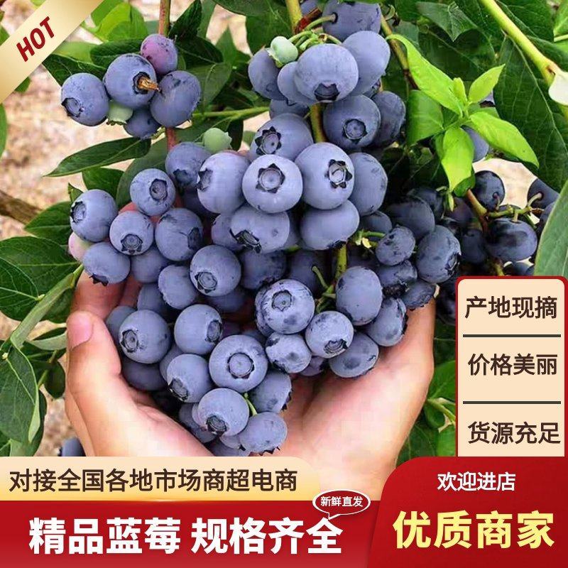 山东花香蓝莓L25.优瑞卡，H5.F6L11等品种