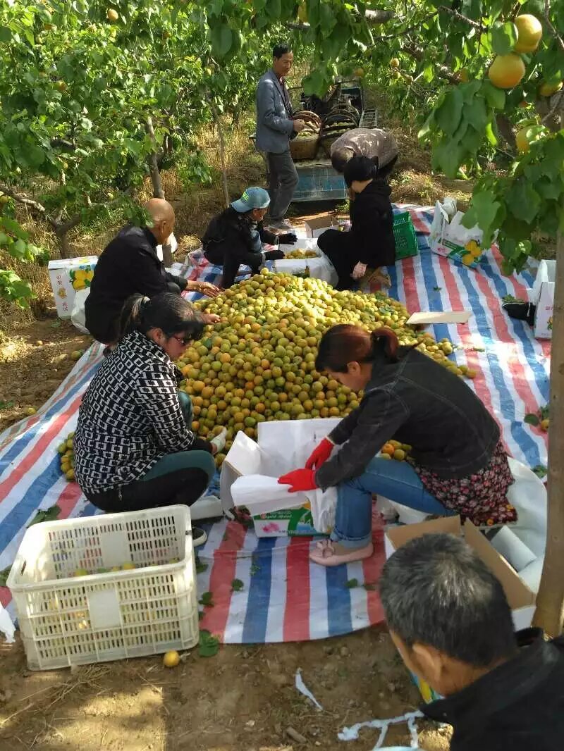 山西陆地大黄杏即将上市，丰园红，金太阳