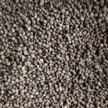 火麻仁一斤起卖可代捡单量大可以少