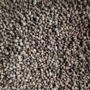火麻仁一斤起卖可代捡单量大可以少