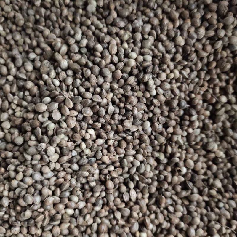 火麻仁一斤起卖可代捡单量大可以少