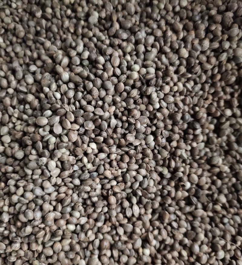 火麻仁一斤起卖可代捡单量大可以少