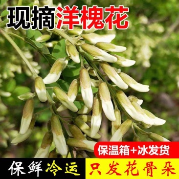 河南野生精品洋槐花，大量供应，可发全国各地，欢迎老板来电