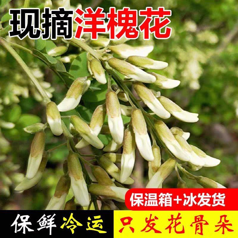 河南野生精品洋槐花，大量供应，可发全国各地，欢迎老板来电