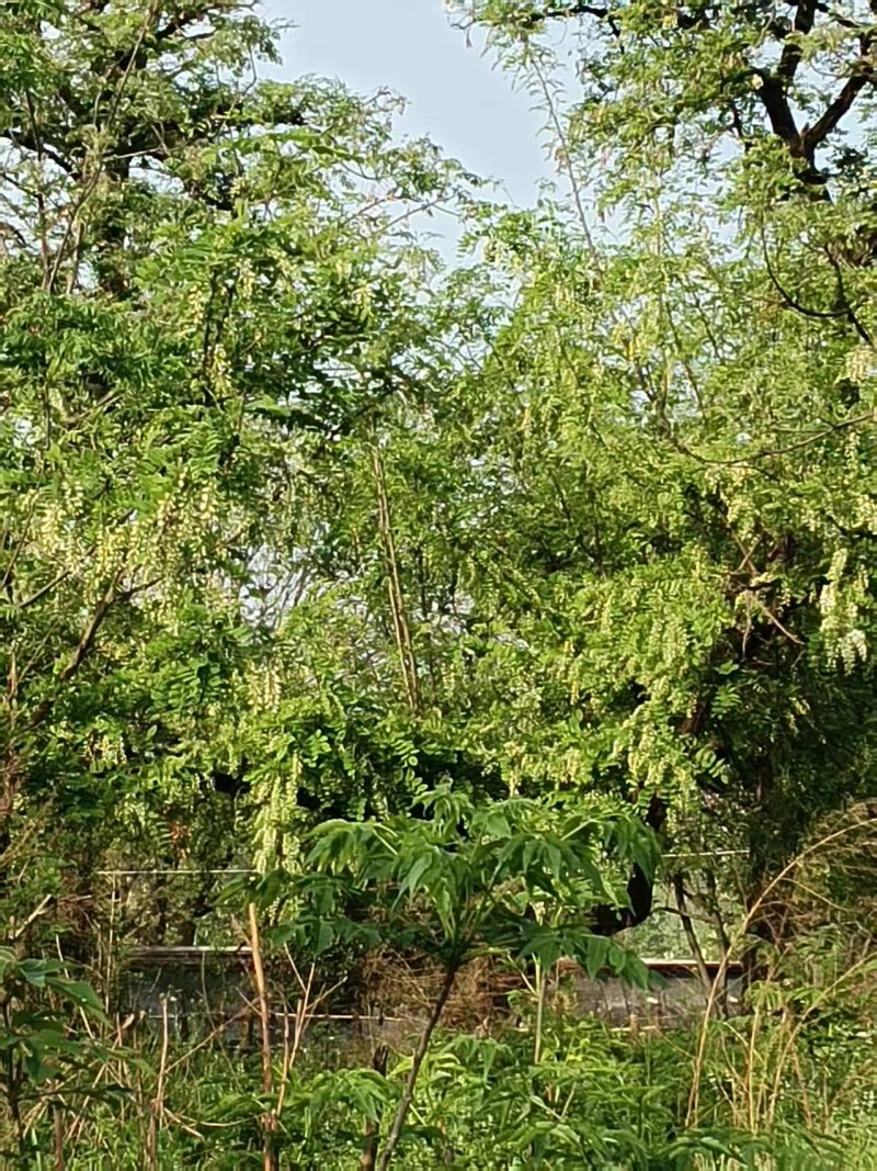 河南野生精品洋槐花，大量供应，可发全国各地，欢迎老板来电
