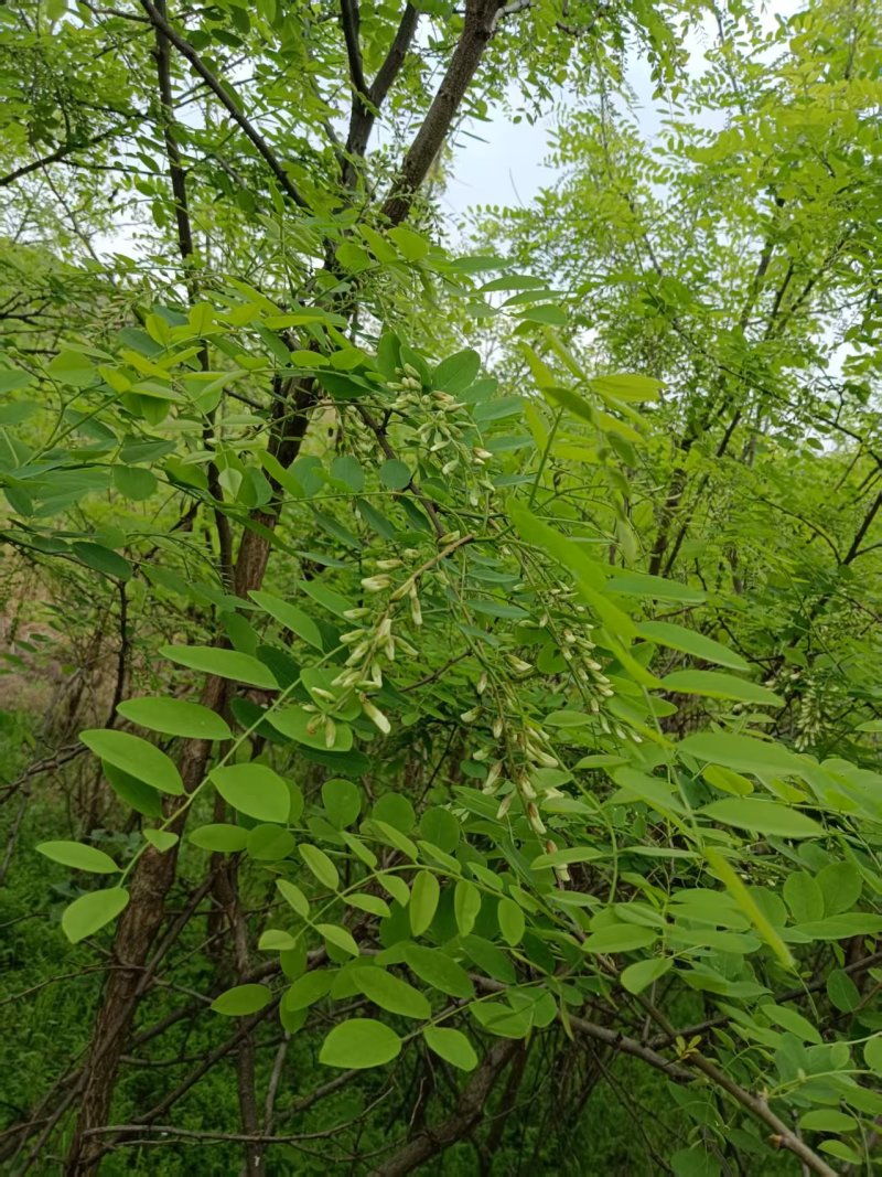 河南野生精品洋槐花，大量供应，可发全国各地，欢迎老板来电