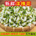 河南野生精品洋槐花，大量供应，可发全国各地，欢迎老板来电