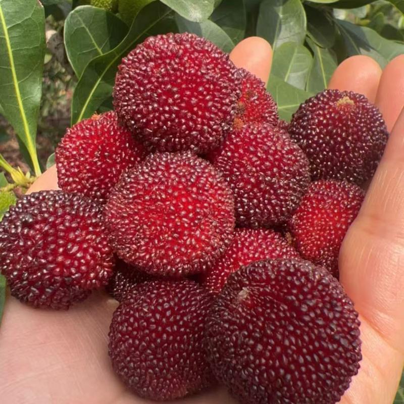 荸荠梅，东魁青红果工厂果应季大量上市对接市场电商